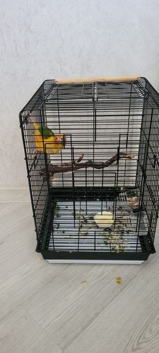 Papugay aradinka rucnoy