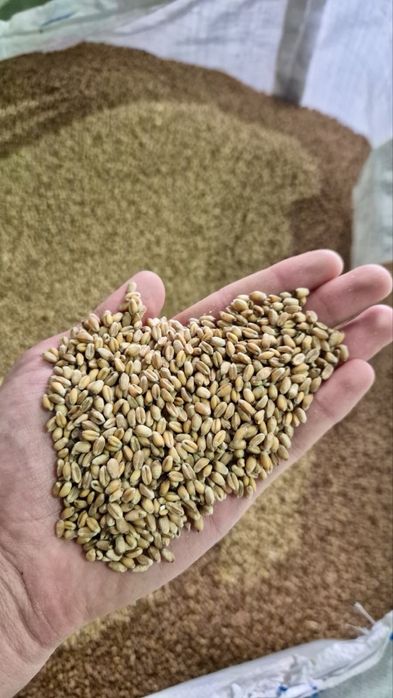 Semințe grâu Sofru C1 –  (netratat 1,7 lei /tratat 1,9 lei/kg)