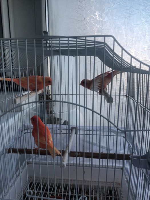 Pui canari  diferite culori