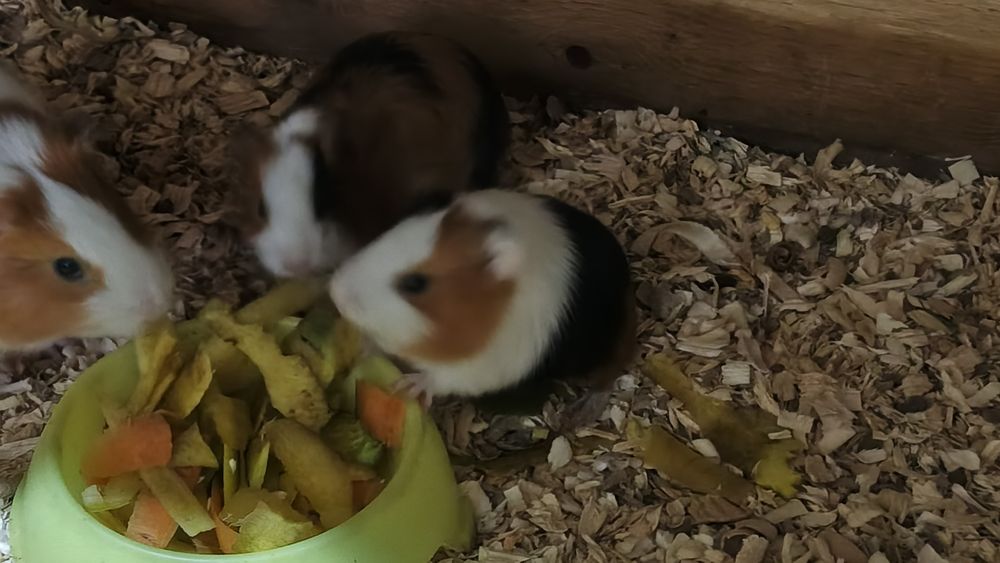 Продается морская свинка