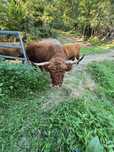 Vindem vaci Highland