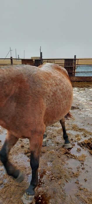 Семіз ту бие сатылады