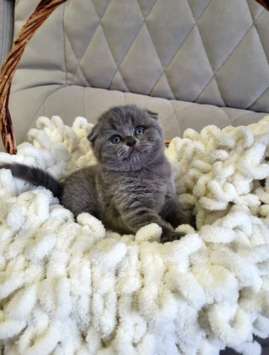 Забавные шотландские