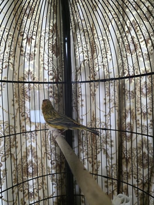 Кнарейка красное дерево