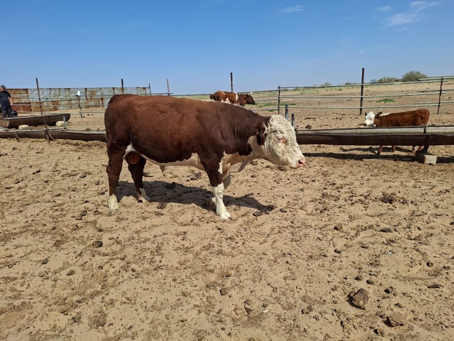 Букалар  сатылады!!!