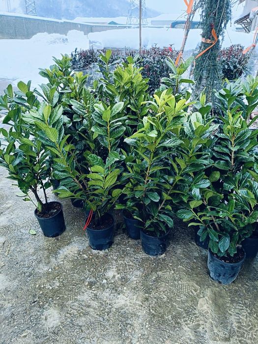 Prunus lauroceratus o planta care se menține verde tot timpul