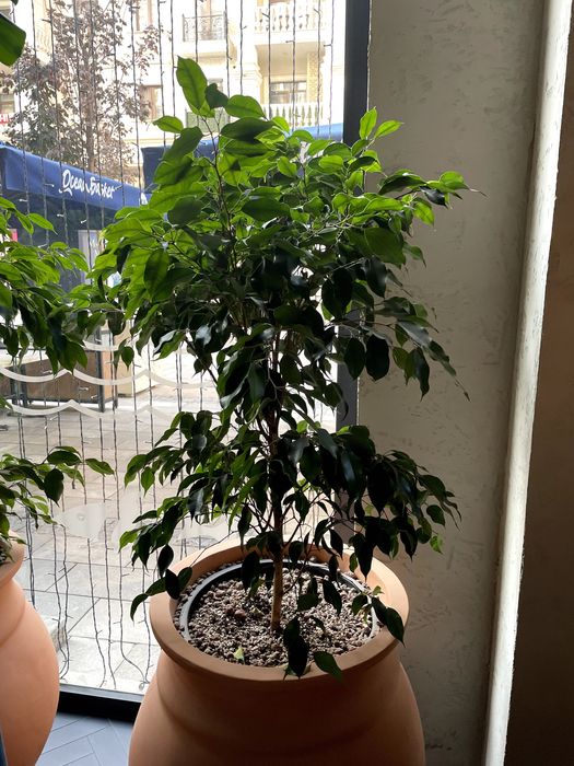 Продаются комнатные растения Замиокулькас, Аглаонема, Фикус, Шеффлера