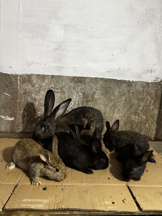 Femela cu puișori
