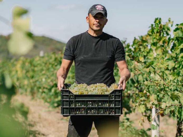 Struguri de vin
