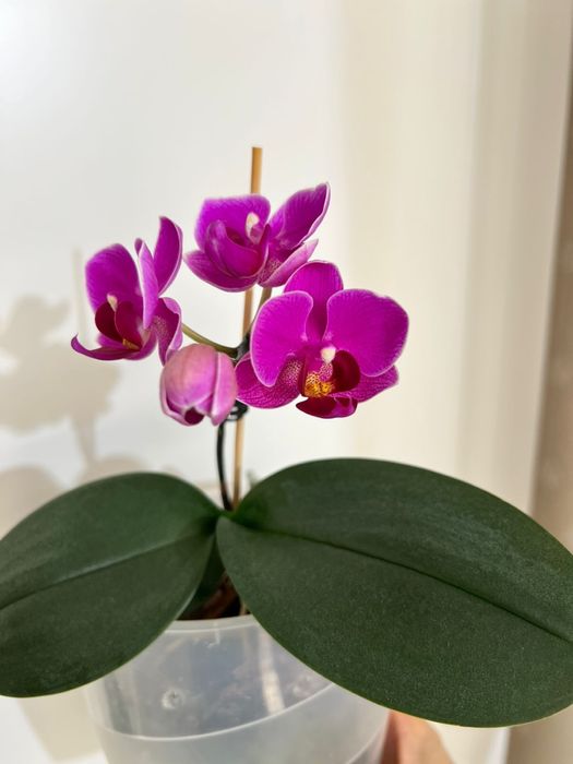 Продам сортовые орхидеи из коллекции