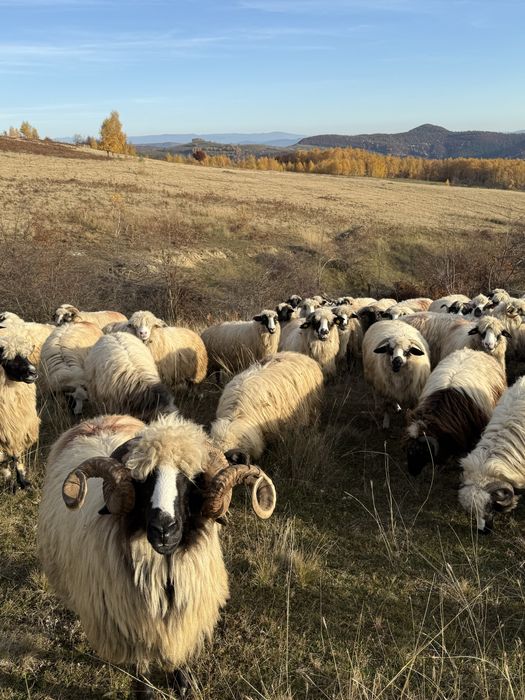 Vand oii breze cu certificat de origine