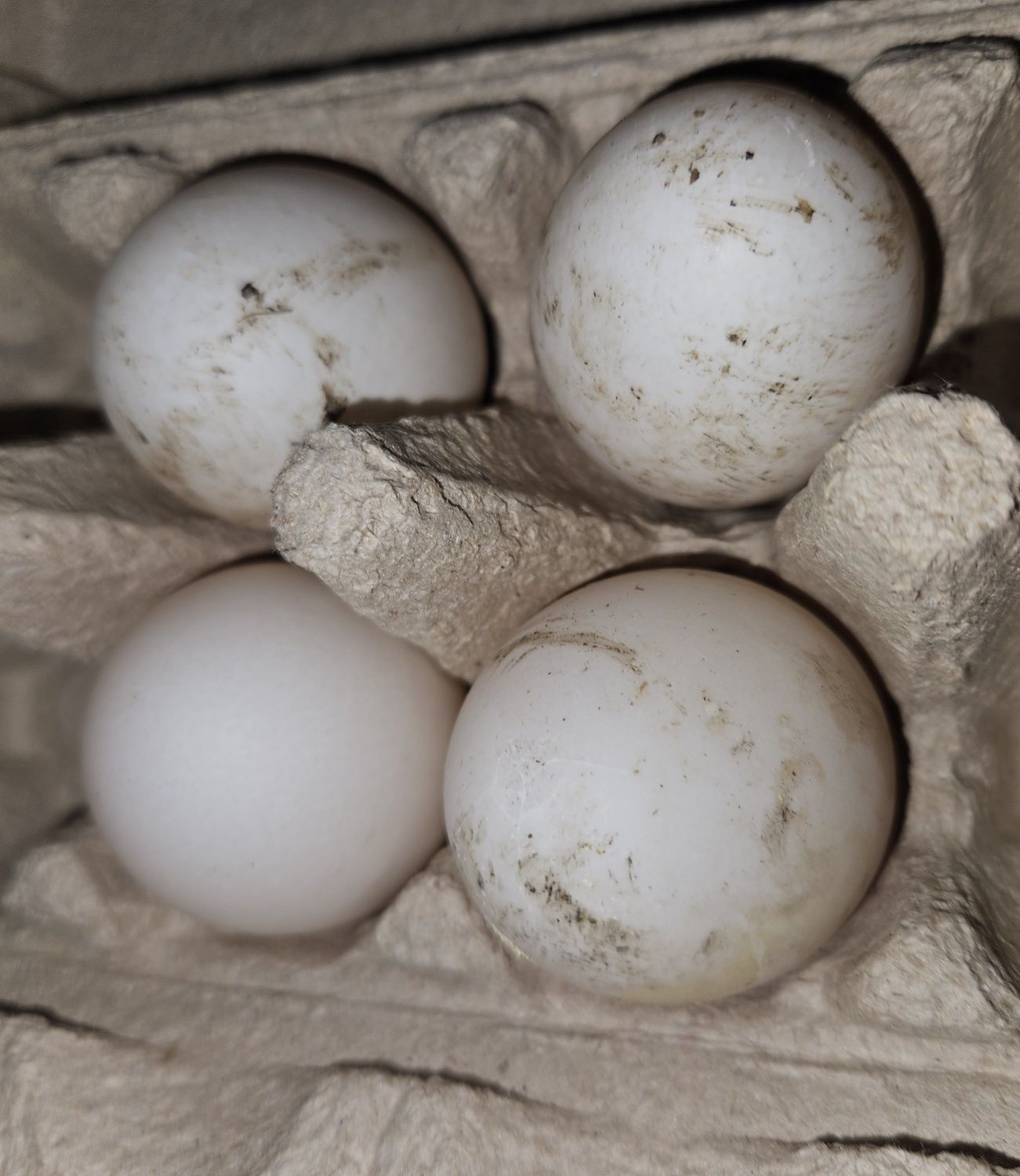 Ouă incubat rațe alergătoare indiene