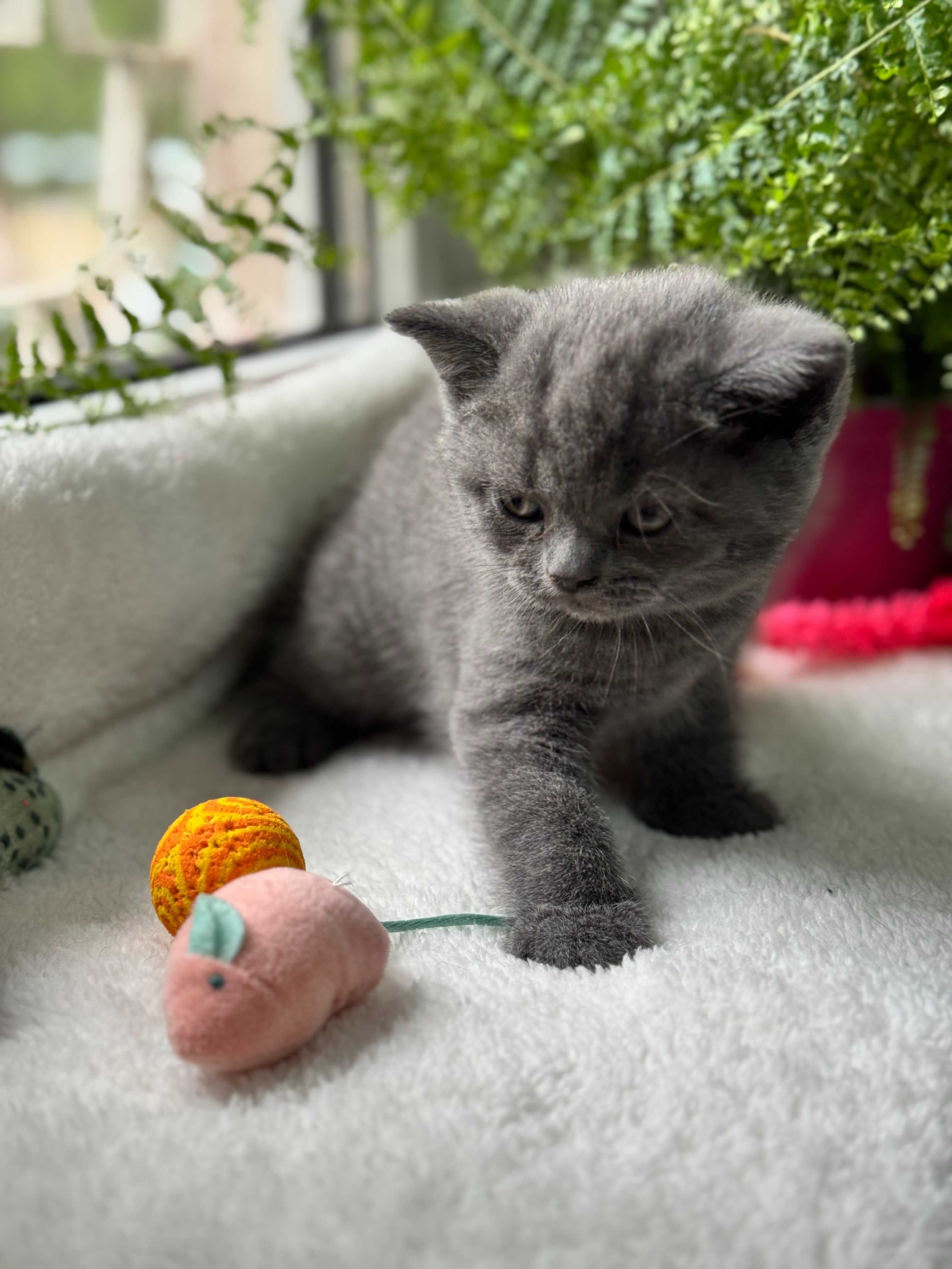 Продам вислоухих котят-девочек, 1.5 месяца.