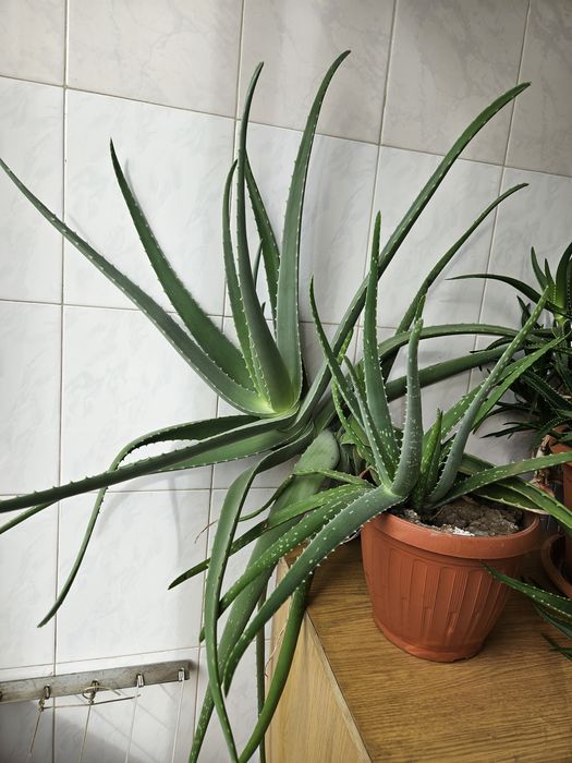 Aloe Vera planta