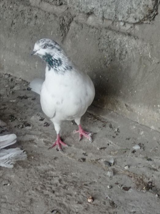 Продаётся голубка