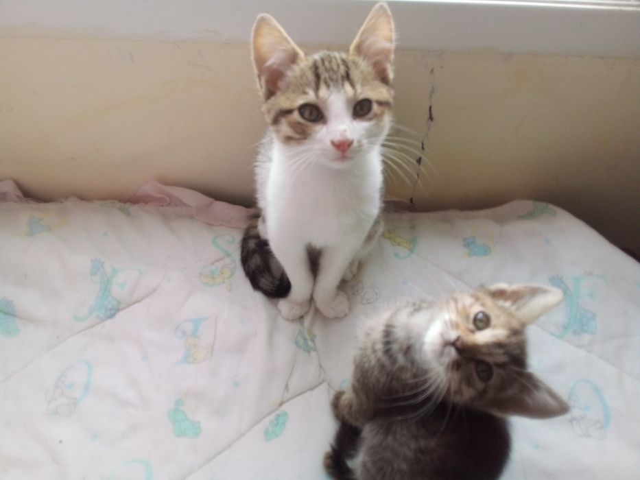 Подарявам  4 малки котенца Бургас