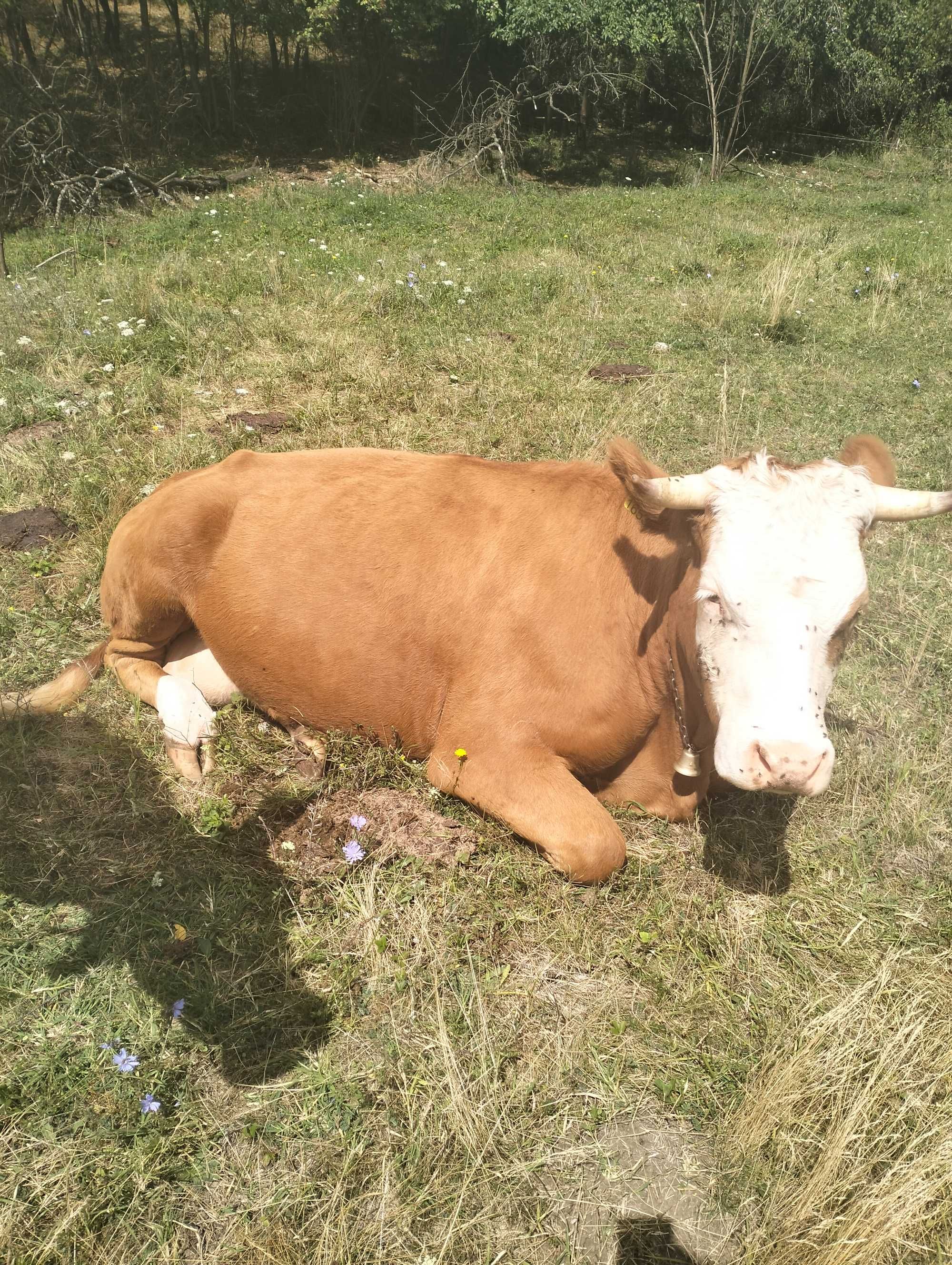 Vând vaca cu vitel