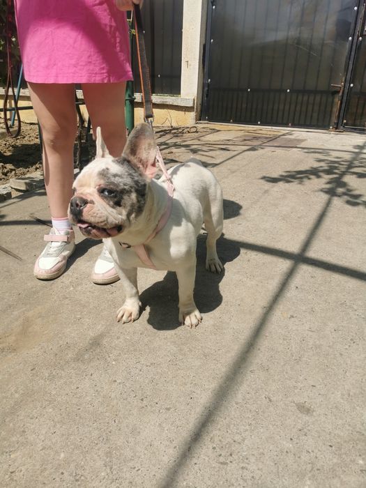 Buldog francez femela