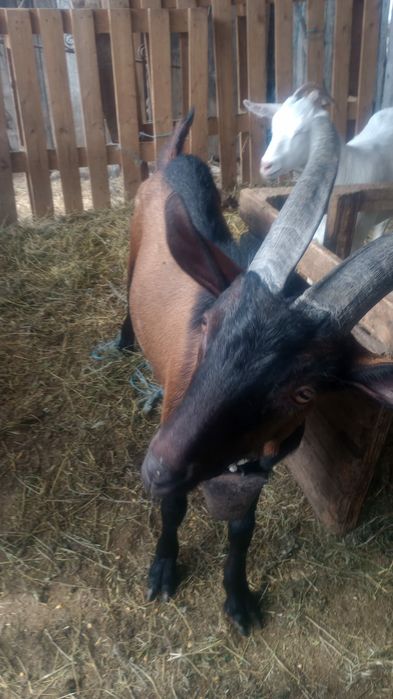 Vând tap alpin francez