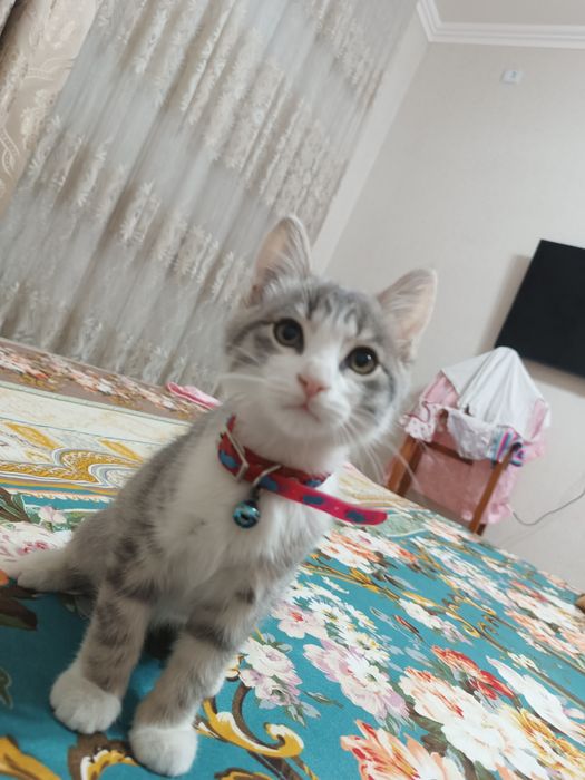 Uy mushugi 2.5 oylik