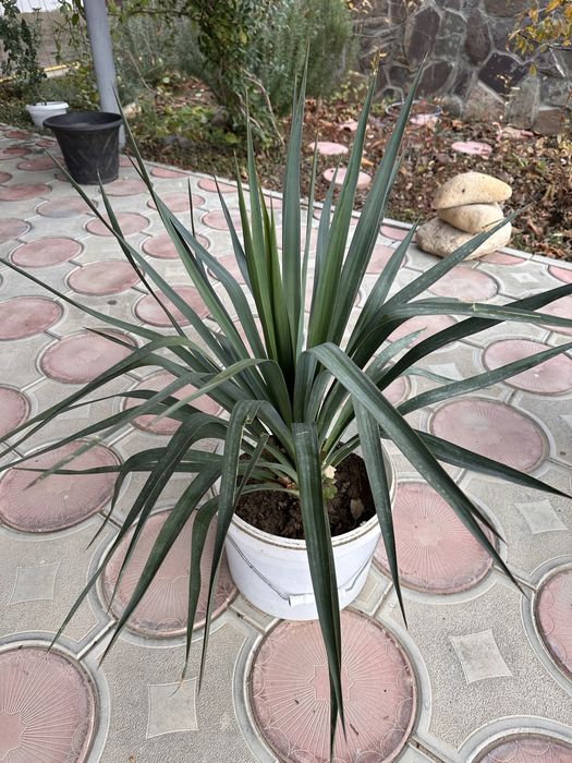 Растение Юкка, розмарин