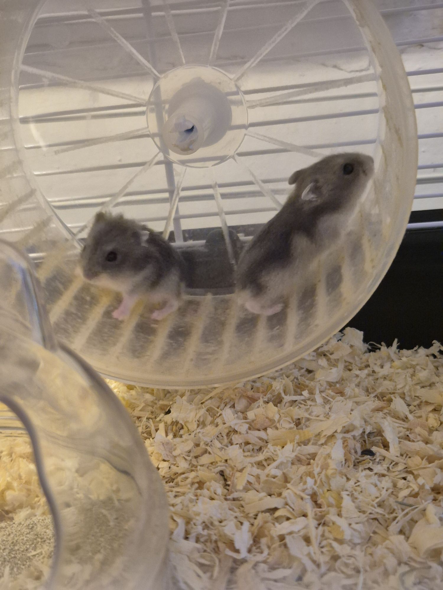 Donez hamsteri pui