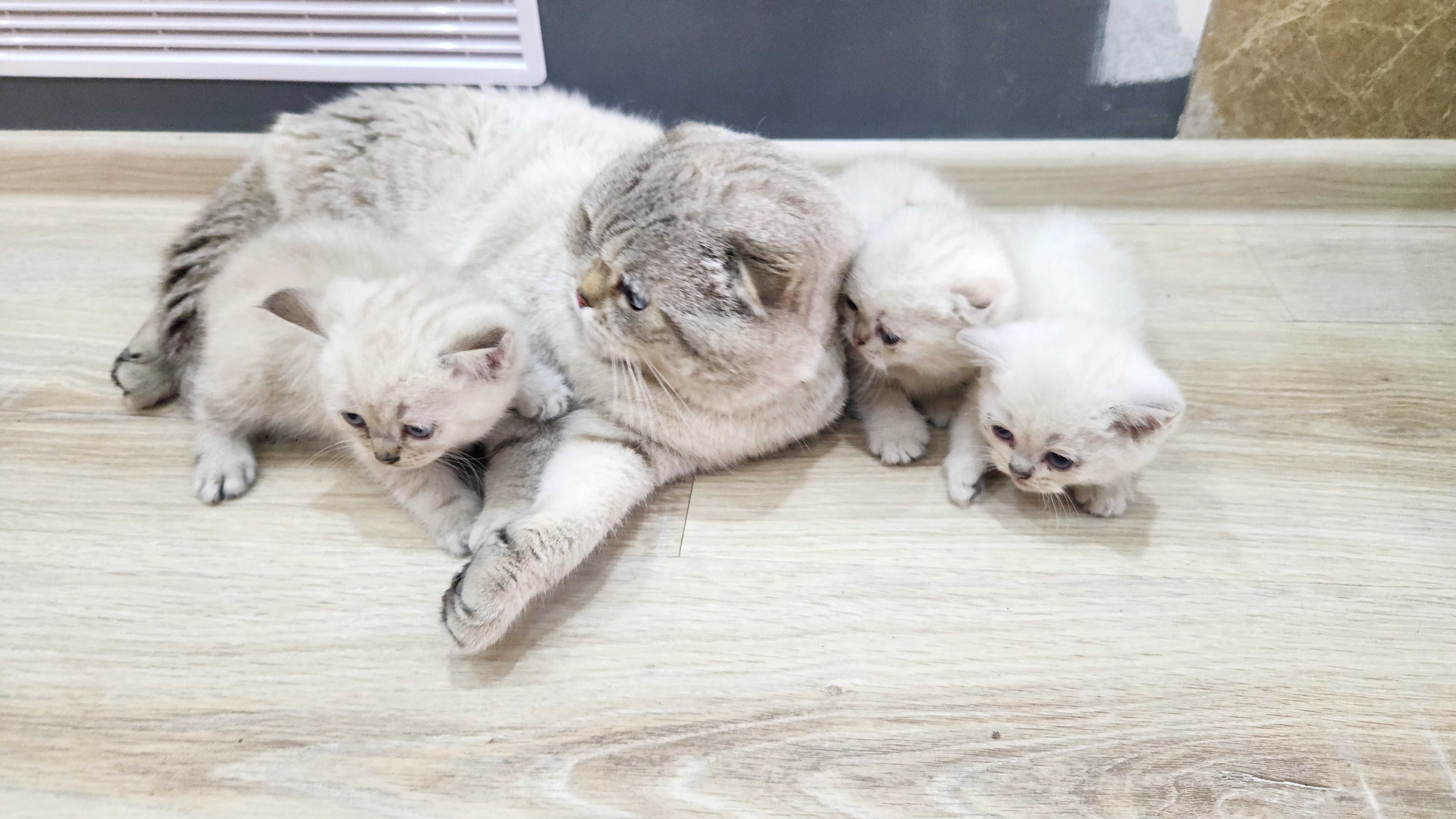 Шотландски котенца