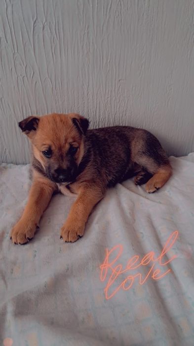 Щенок девочка ищет дом