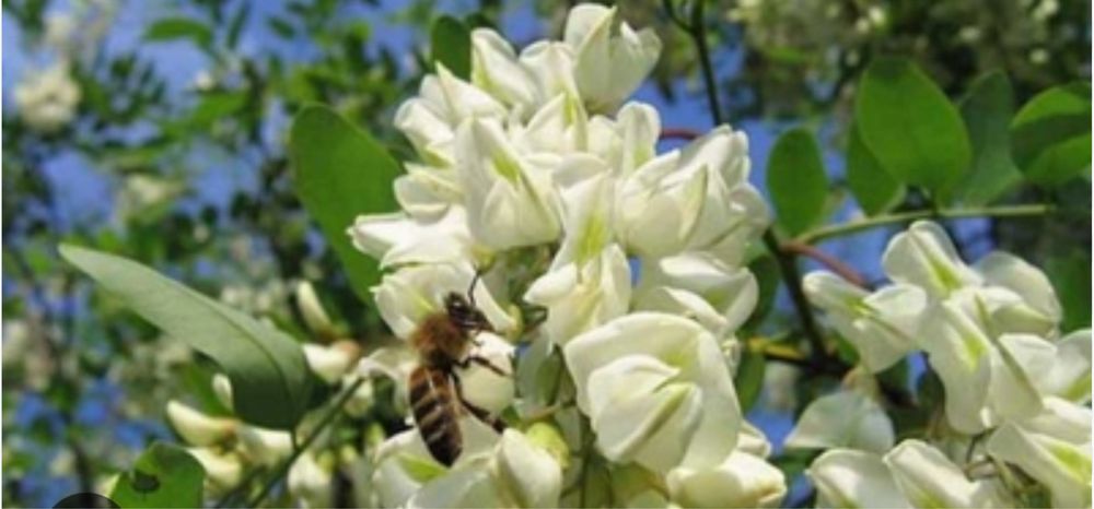 Vând miere de albine in cantități mari cât și la găleți!