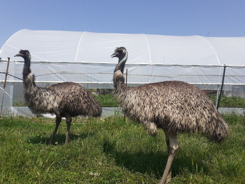Struti emu  și african de vânzare