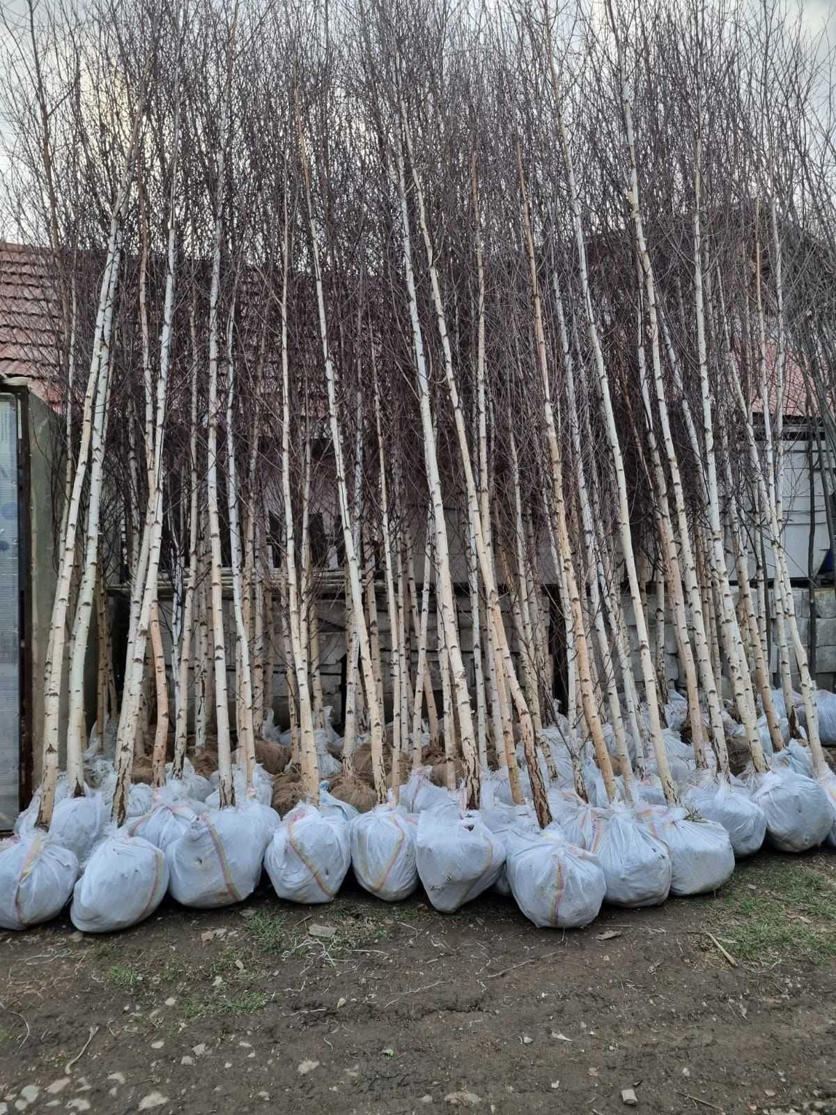 Verde viu tot anul – plante ornamentale pentru toate sezoanele