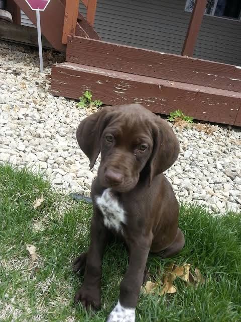 Щенок  охотничий  немецкий Курцхаар