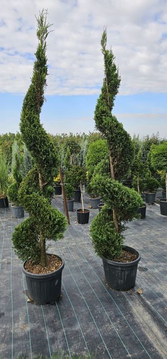 Leylandii gard viu / Platani /Mesteacăn alb