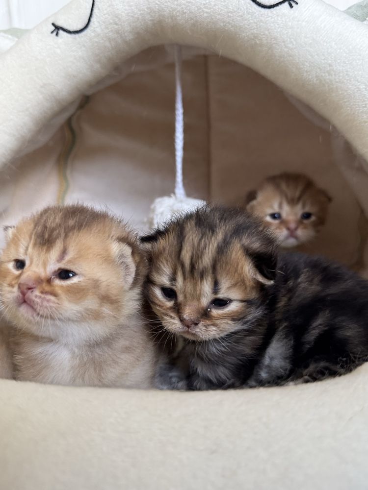 Открыта бронь на котят