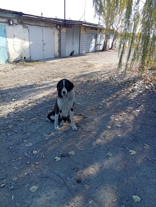 Продам Сучку 1 год Казахская