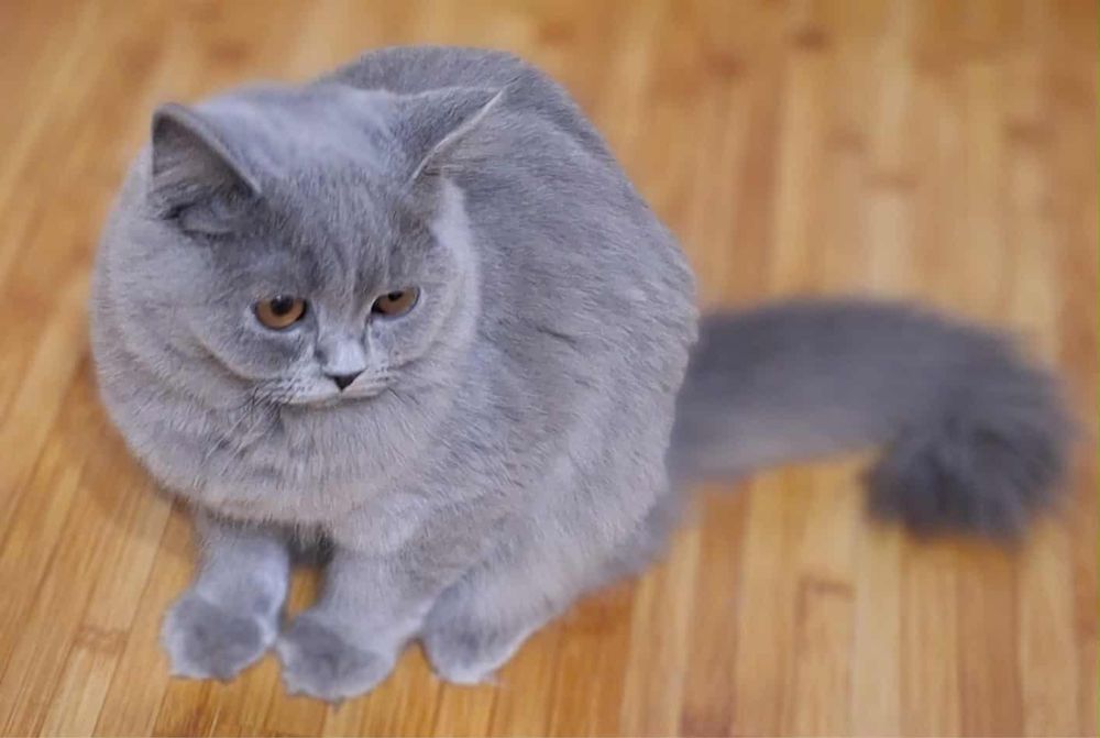 Коте дългокосместо на 6месеца