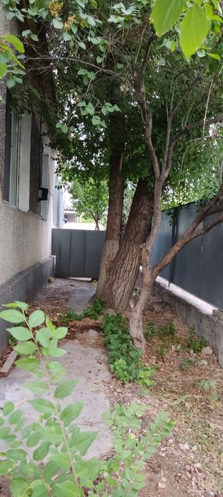 Отдам карагач на дрова