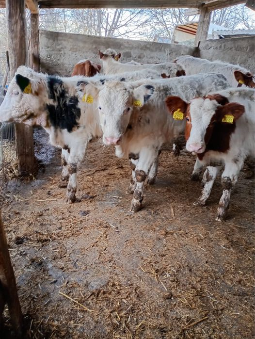 Vând 8 vitei media 230 kg