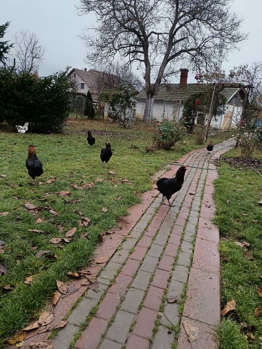 Cocoși Araucana din 2025 de vânzare