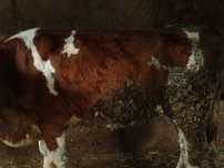 Vaca de vânzare balțata Romaneasca