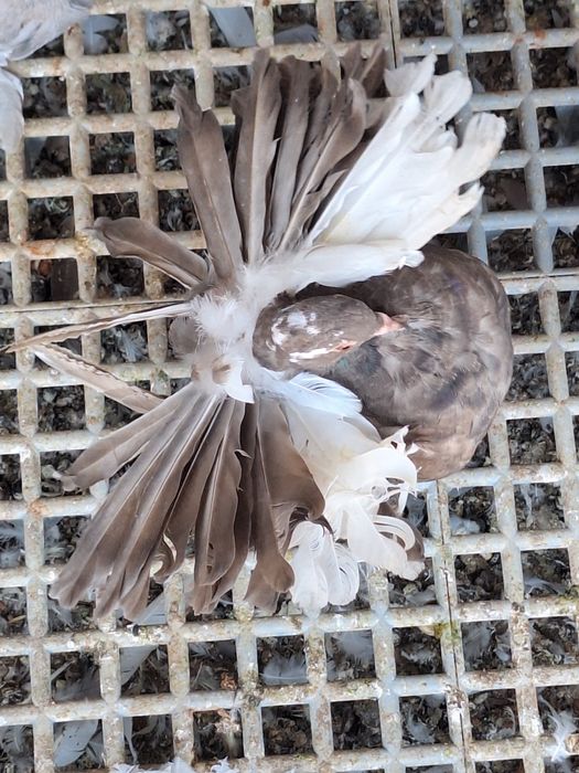 Porumbei rotati/voltați