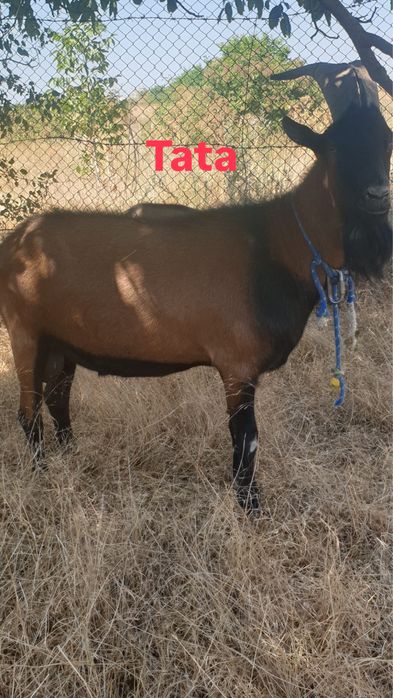 De vanzare sau dau la schimb cu un alt tap de o asa calitate!