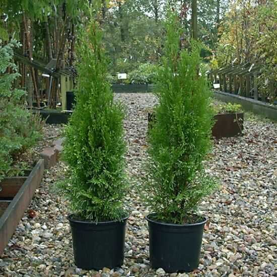 Vindem Plante Ornamentale Tuia, Buxus,Pampas, Artar japonez, Leylandii