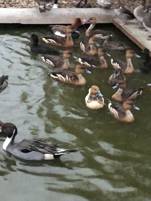 Rate exotice de vanzare