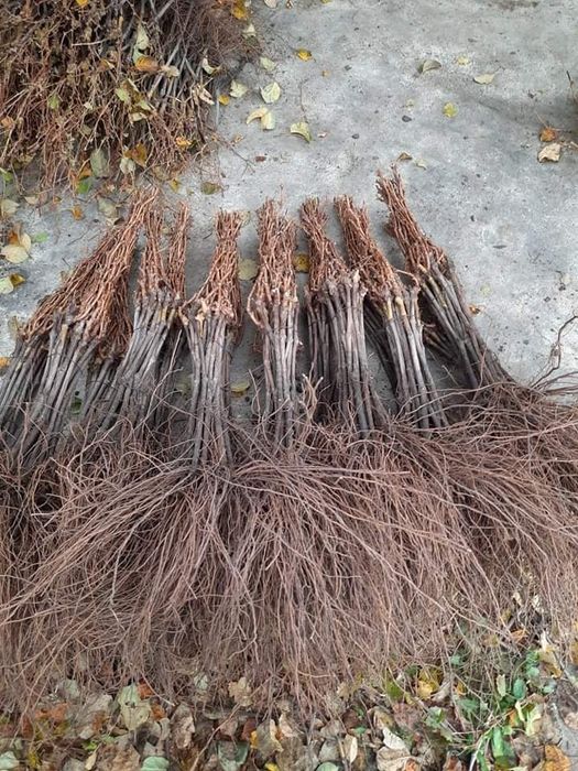 Butași Viță De Vie