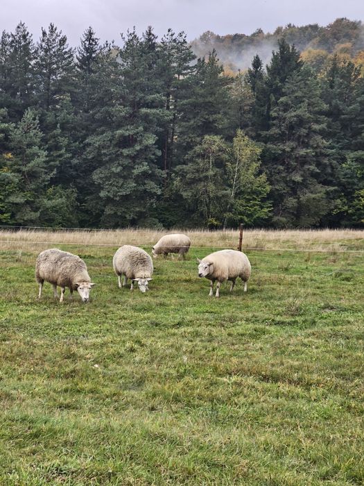 Oi și berbeci Texel de vânzare