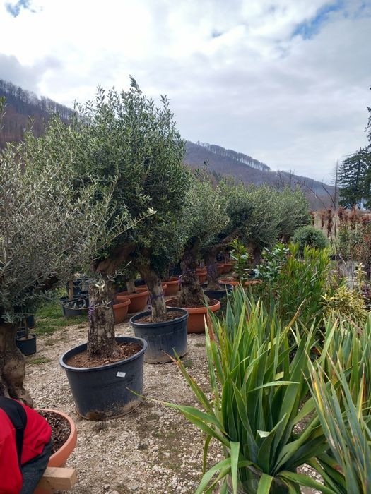 Măslin secular de peste 30 de ani