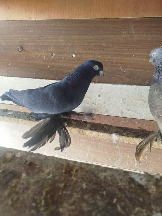 Продам голубеи разных