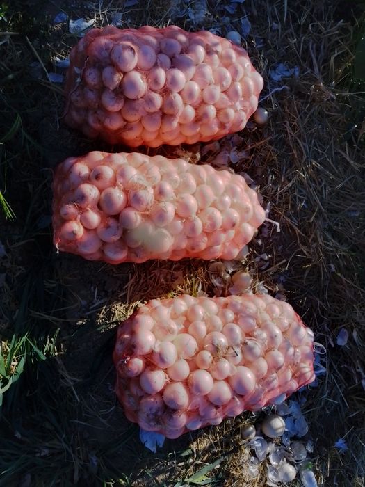 Oq piyoz navi giliston