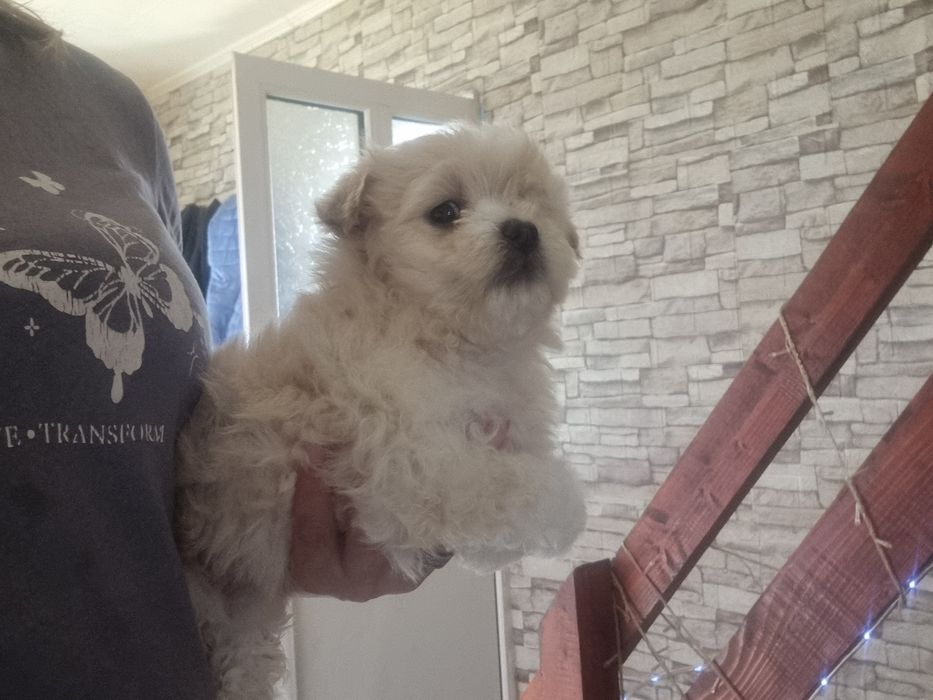 Cadoul de moș pentru oricine